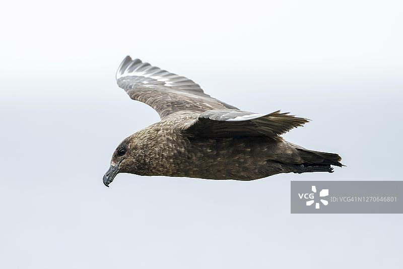 大贼鸥飞行，英国福克兰群岛桑德斯岛图片素材