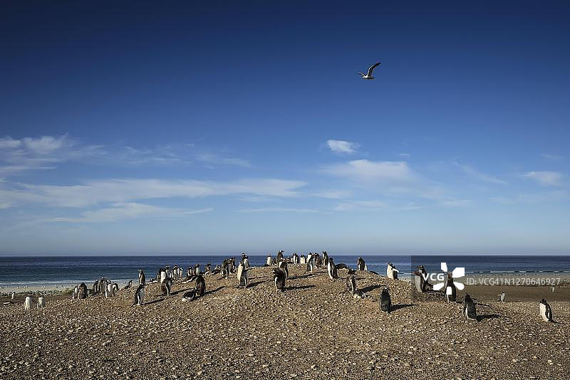 英国福克兰群岛桑德斯岛海滩上的巴布亚企鹅群落图片素材