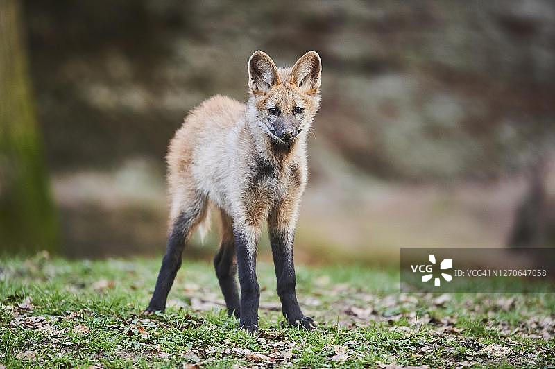 幼年鬃狼，圈养，巴伐利亚，德国图片素材
