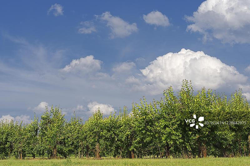 德国北莱茵-威斯特法伦克雷费尔德-许尔斯地区的李子树果园图片素材