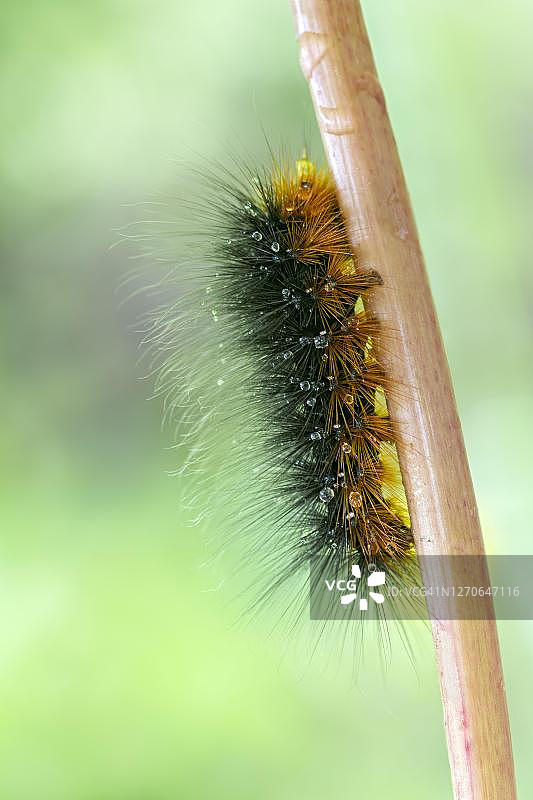 虎蛾毛虫图片素材