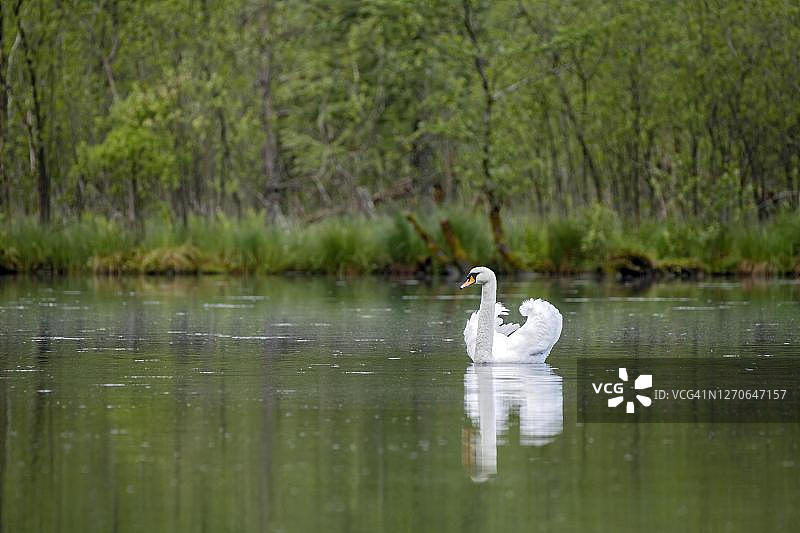 奥地利上奥地利州阿尔姆湖中游泳的雄性疣鼻天鹅图片素材