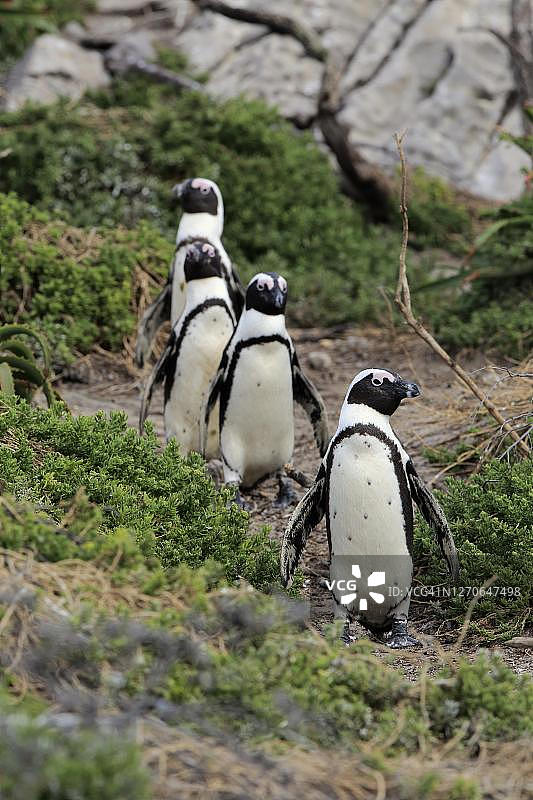 非洲企鹅群在南非西开普省斯托尼角自然保护区的贝蒂湾海滩上奔跑图片素材