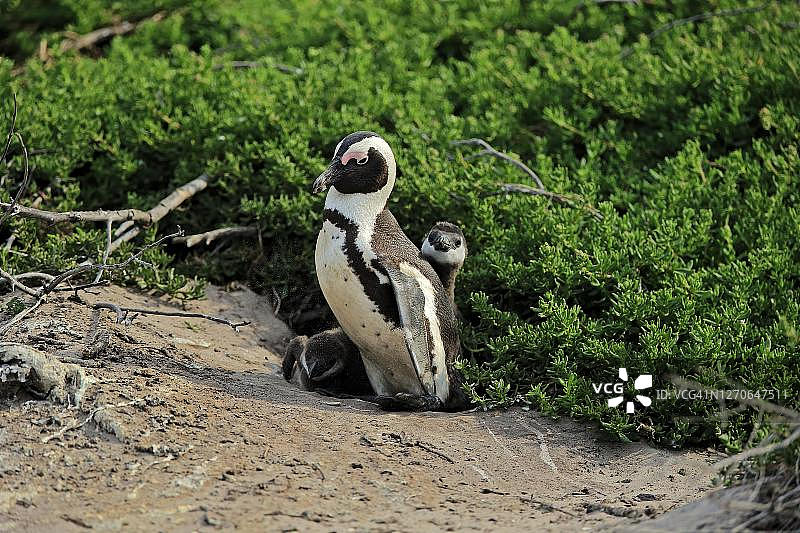 非洲企鹅（Spheniscus demersus），成年企鹅和两只幼企鹅在陆地上，三只动物，位于南非西开普省斯托尼角自然保护区贝蒂湾图片素材