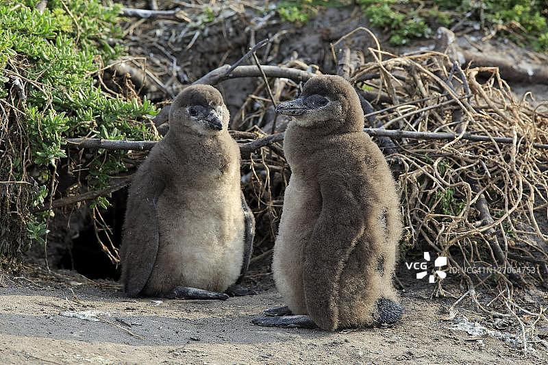 非洲企鹅：两只小企鹅在陆地上，南非西开普省贝蒂湾图片素材