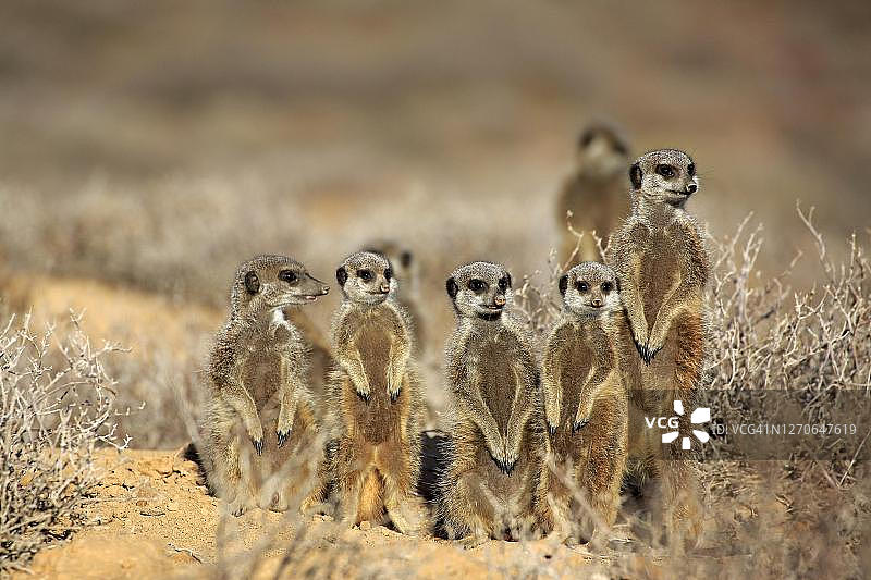南非西开普省的猫鼬群图片素材