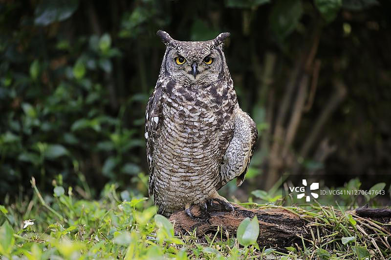 非洲雕鸮（Bubo africanus）：摄于南非西开普省开普敦，成年个体在地面上保持警惕图片素材
