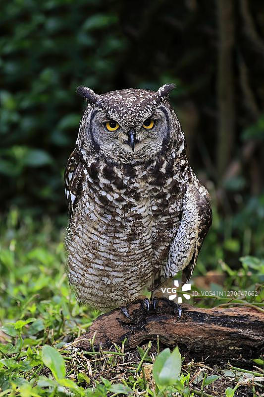 非洲雕鸮（Bubo africanus）：摄于南非西开普省开普敦，成年个体在地面上保持警惕图片素材
