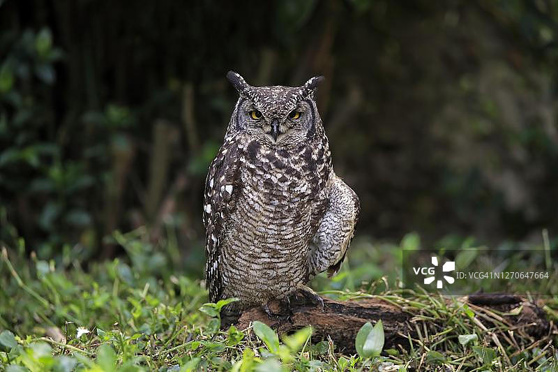 非洲雕鸮（Bubo africanus）：摄于南非西开普省开普敦，成年个体在地面上保持警惕图片素材