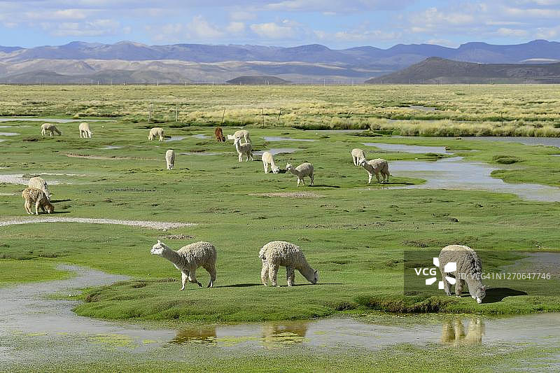 羊驼在秘鲁阿雷基帕大区萨利纳斯和阿瓜达布兰卡国家自然保护区吃草图片素材