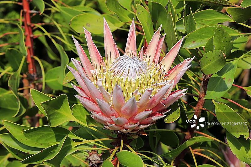 帝王花(Protea cynaroides),花,开花,布隆,哈罗德·波特国家植物园,贝蒂湾,南非图片素材