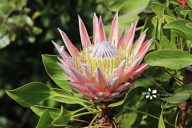 帝王花（Protea cynaroides），花，开花，布隆，哈罗德·波特国家植物园，贝蒂湾，南非图片素材