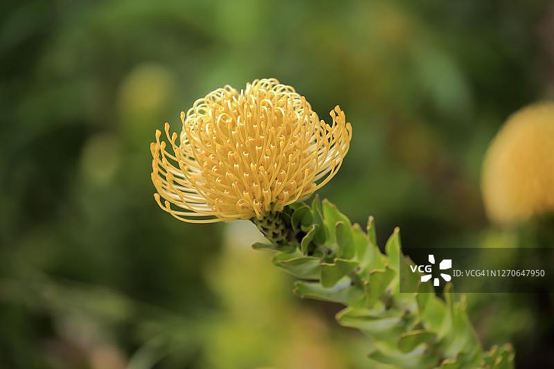 针垫花(Protea Leucospermum cordifolium),花朵,开花,银树植物,哈罗德·波特植物园,南非贝蒂湾图片素材