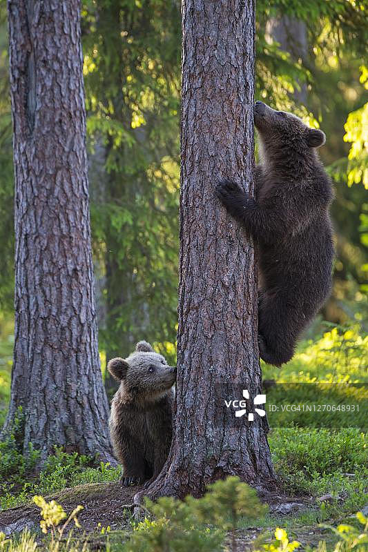 两只幼年棕熊在芬兰卡累利阿的北方针叶林中的树上玩耍图片素材