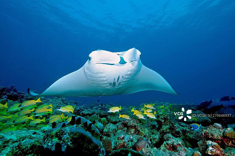 远洋蝠鲼和珊瑚鱼，马尔代夫，印度洋图片素材