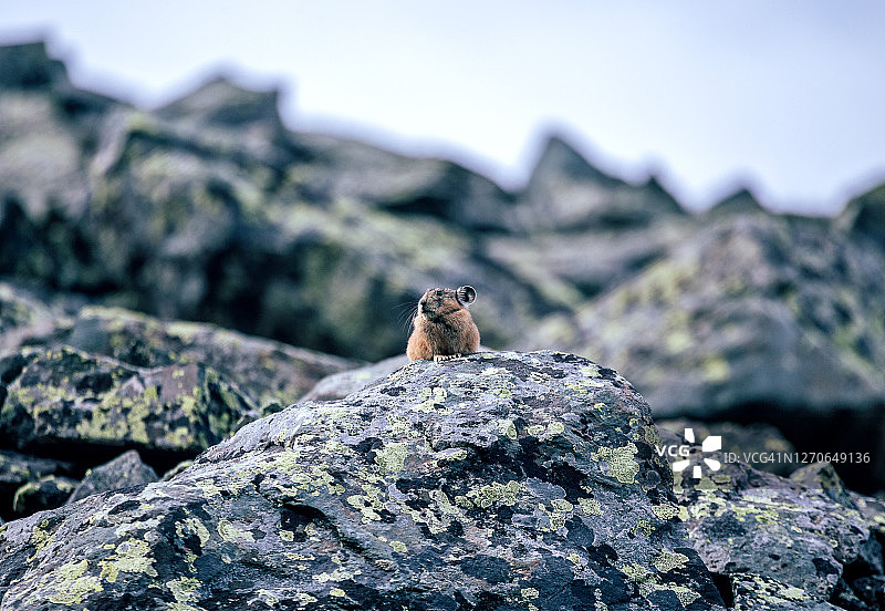 阿尔泰山脉高山石堆中躲藏的阿尔泰鼠兔图片素材