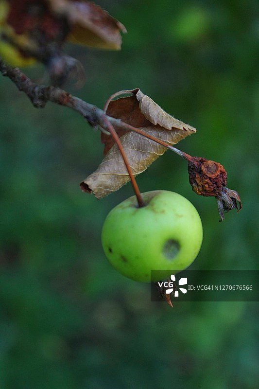 树枝上的苹果图片素材