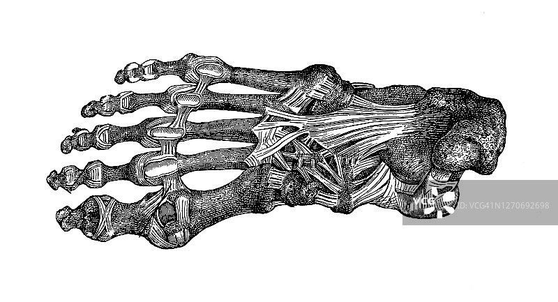 足底韧带的古老雕刻插图图片素材