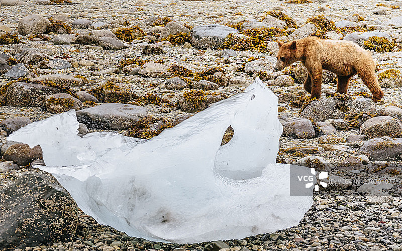 站在美国阿拉斯加冰川湾国家公园缪尔湾的幼年棕熊图片素材