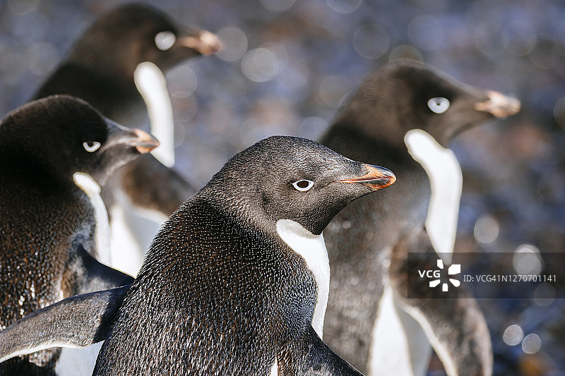 南极洲的企鹅群图片素材