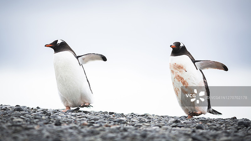 两只巴布亚企鹅，象鼻角，利文斯顿岛，南设得兰群岛，南极洲图片素材