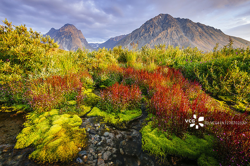 克拉克湖国家公园的矮小柳叶菜为景观增添了色彩图片素材