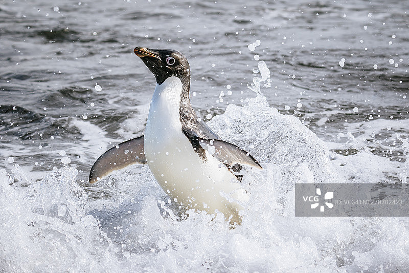 跃出海面的企鹅图片素材