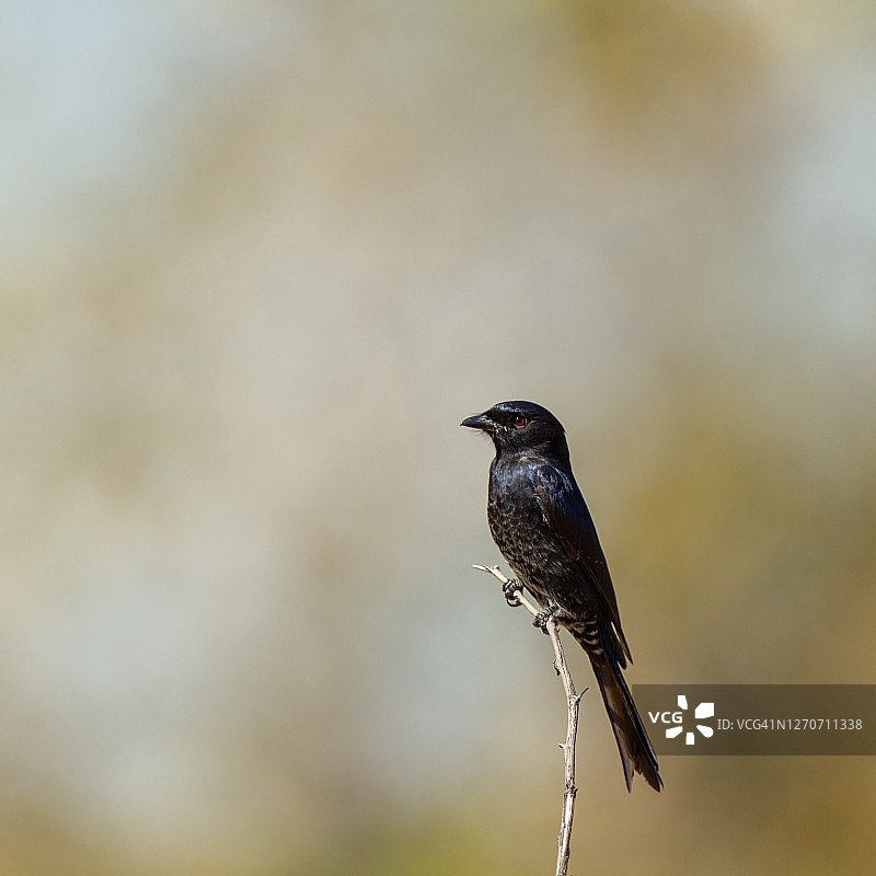 叉尾卷尾图片素材