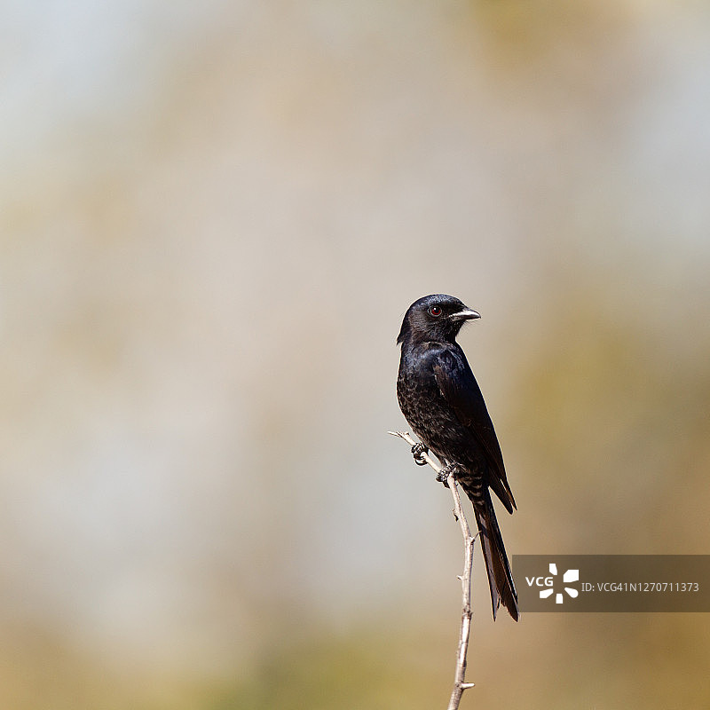 叉尾卷尾图片素材