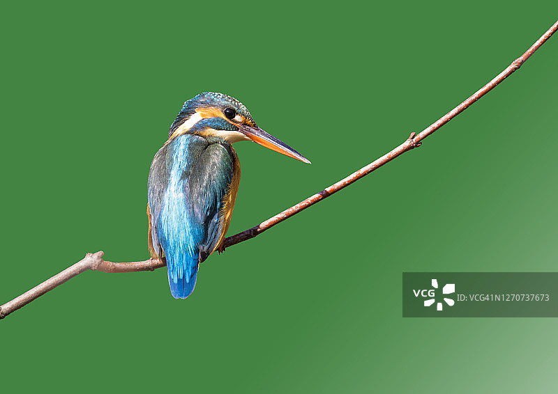 美丽的翠鸟栖息在树枝上图片素材