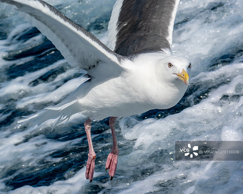 积丹半岛的海鸥图片素材