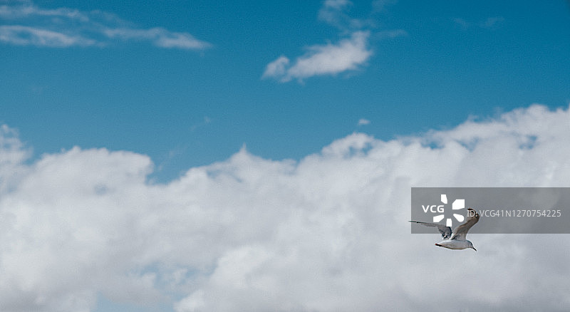 翱翔在蓝色天空中的单只海鸥图片素材