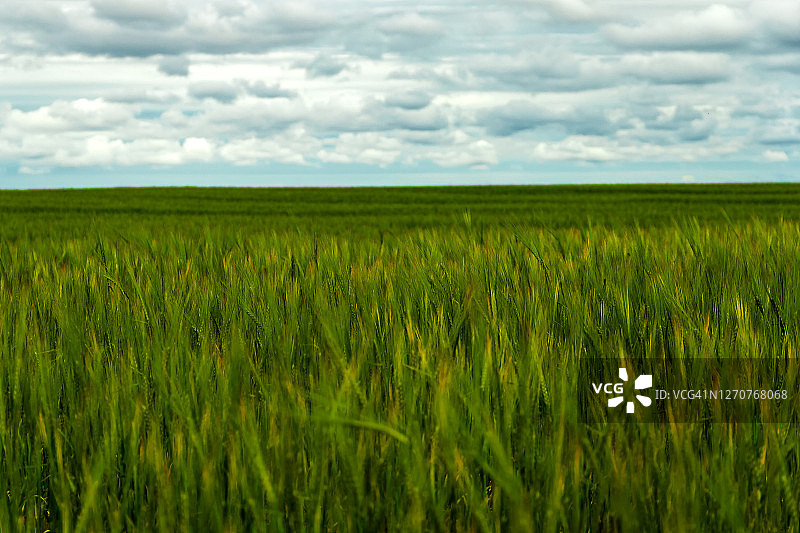 生长中的绿色黑麦小麦穗，农业背景下的绿色小麦作物图片素材