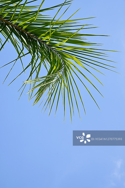 在棕榈树下放松图片素材