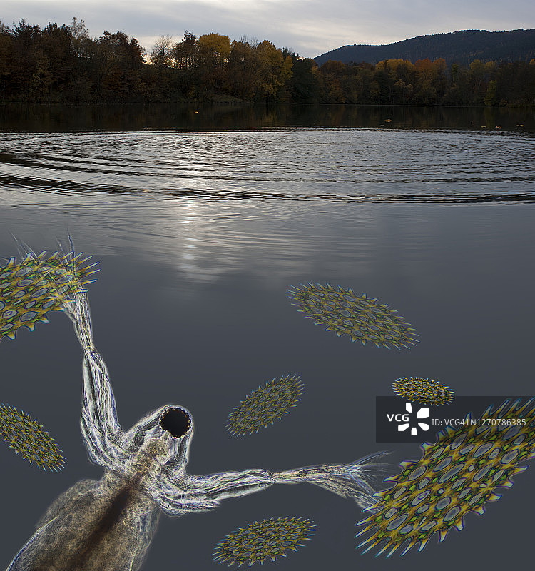 池塘生物拼贴画图片素材