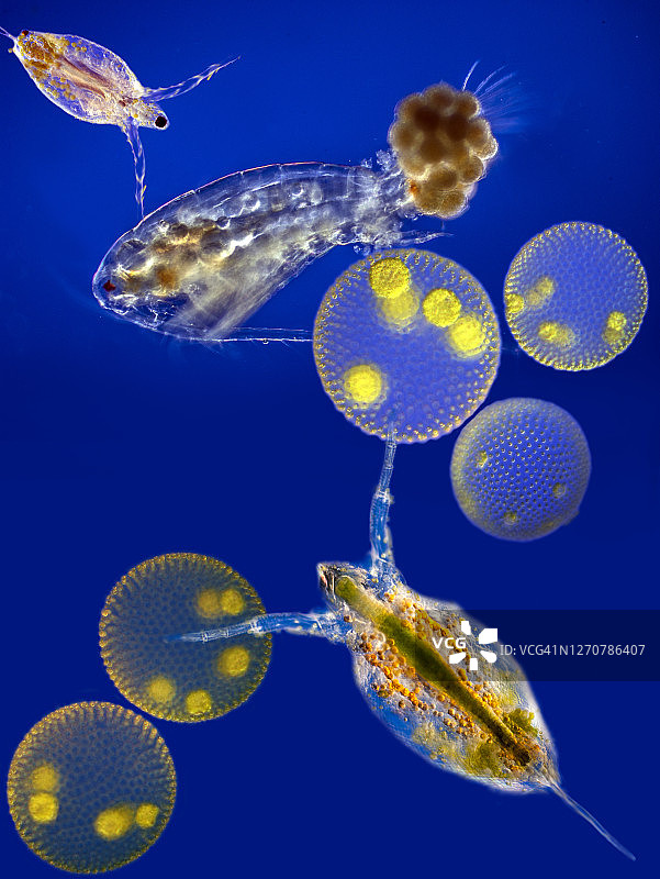 包含 Volvox 和水蚤的浮游生物拼贴图片素材