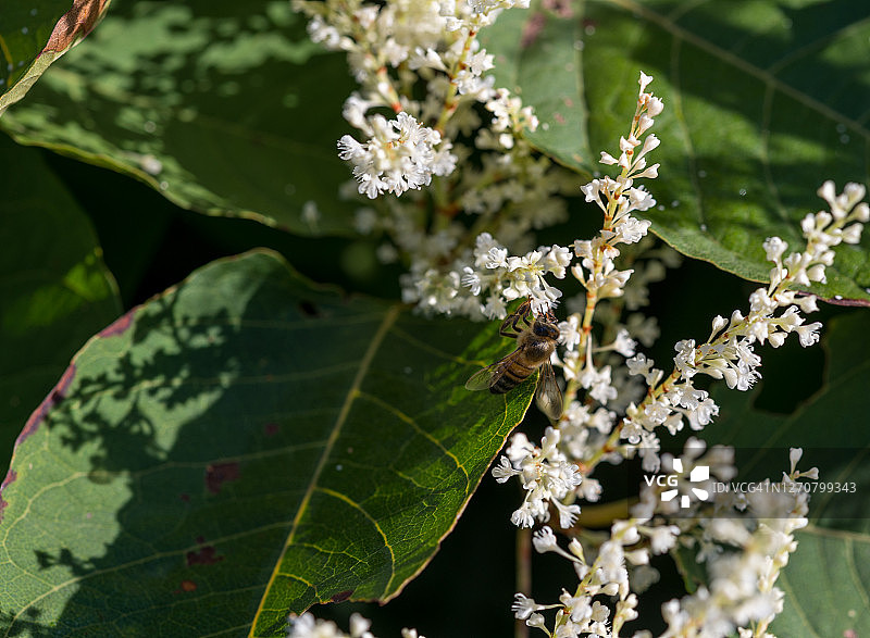 蜜蜂在虎杖花上图片素材