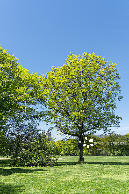 中央公园大草坪上生长的绿色树木图片素材