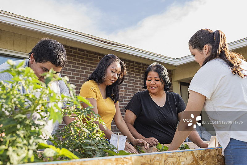一家人在家里的花园种植蔬菜图片素材