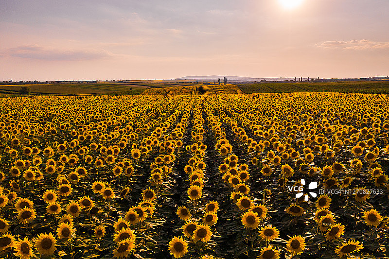 盛开的向日葵花田景色图片素材
