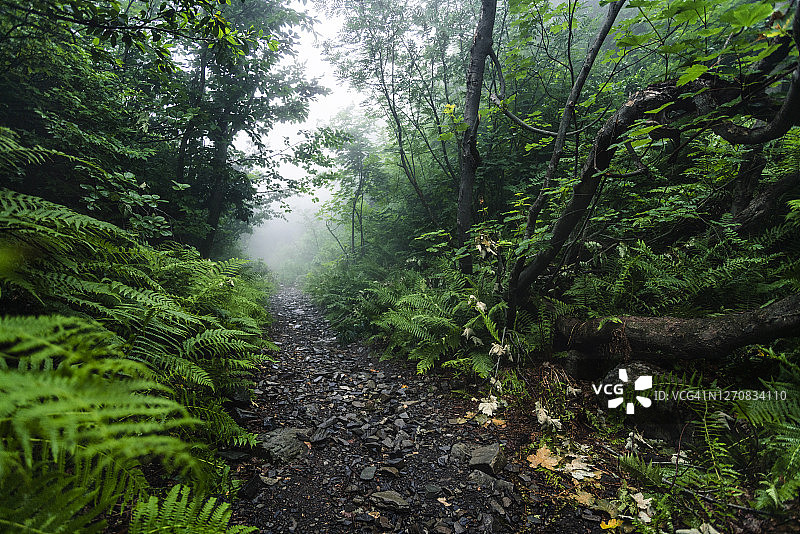 热带雨林中的小路图片素材