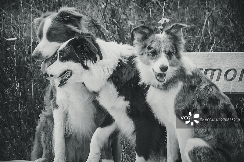 边境牧羊犬摆姿势图片素材