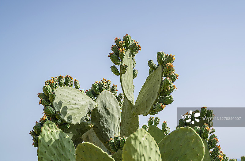 土耳其安塔利亚的仙人掌果图片素材