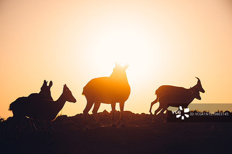 努比亚北山羊日落剪影图片素材