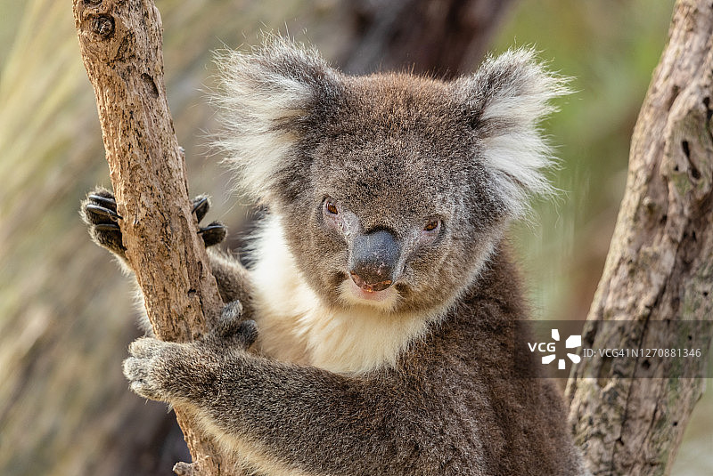 可爱的考拉图片素材
