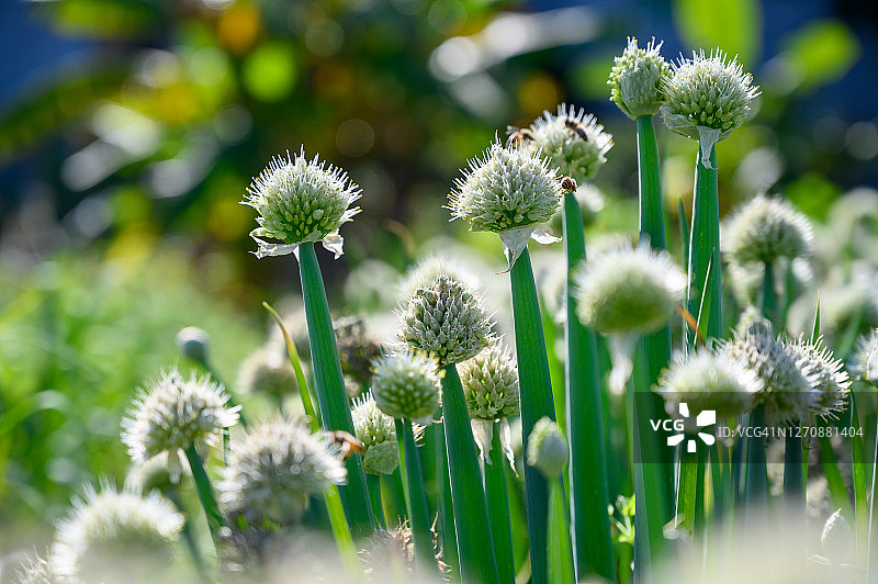 田野里的绿色韭菜图片素材