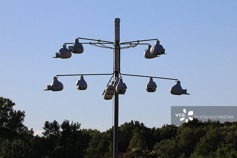 紫 Martin 鸟类的鸟舍（Progne subis）图片素材