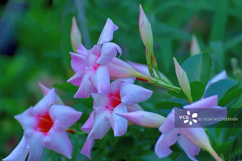 飘香藤/岩石喇叭花图片素材