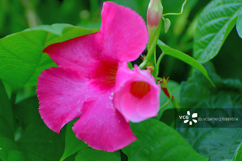 飘香藤/岩石喇叭花图片素材