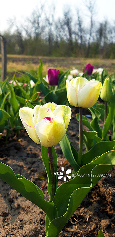 黄色郁金香图片素材